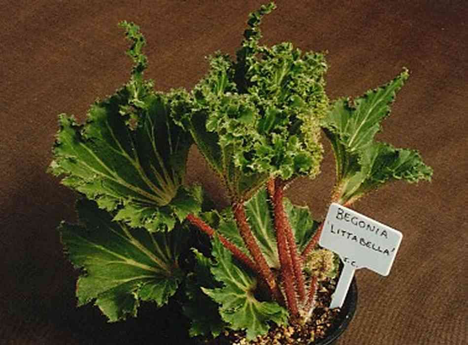 B. ‘Littabella’